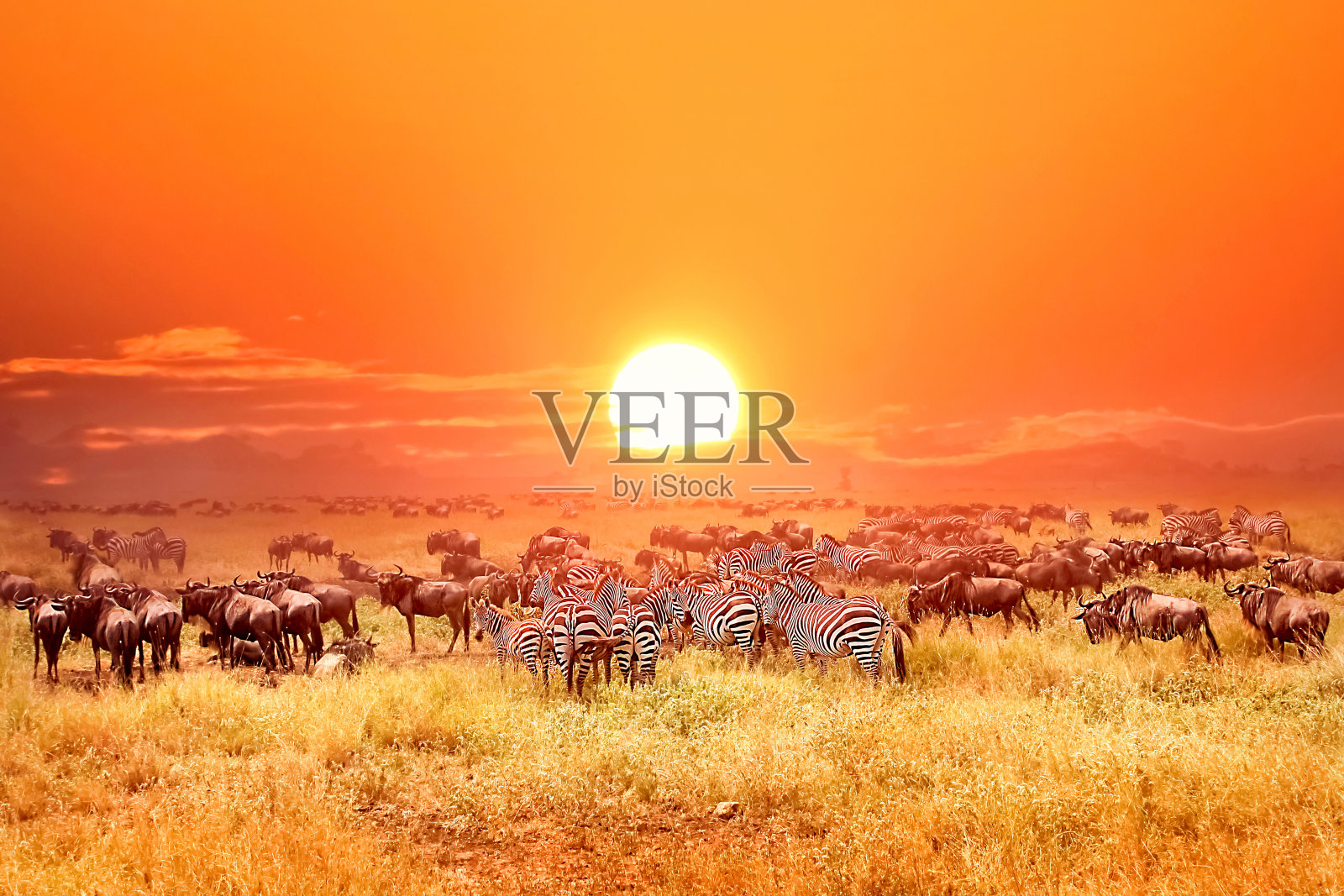 非洲国家公园里的斑马和羚羊。日落。照片摄影图片