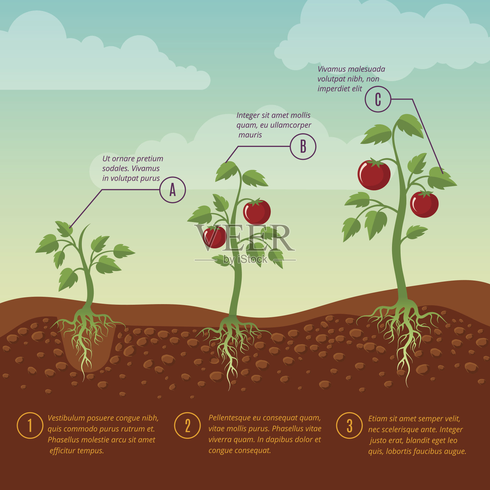 番茄生长和种植阶段平面矢量图插画图片素材