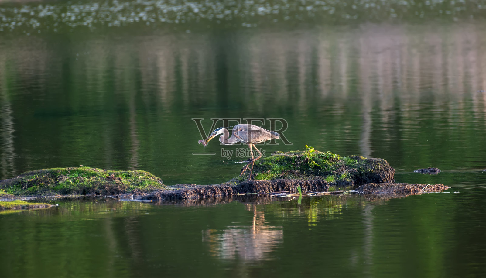 大蓝鹭在马里兰州切萨皮克湾的池塘里捉鱼照片摄影图片