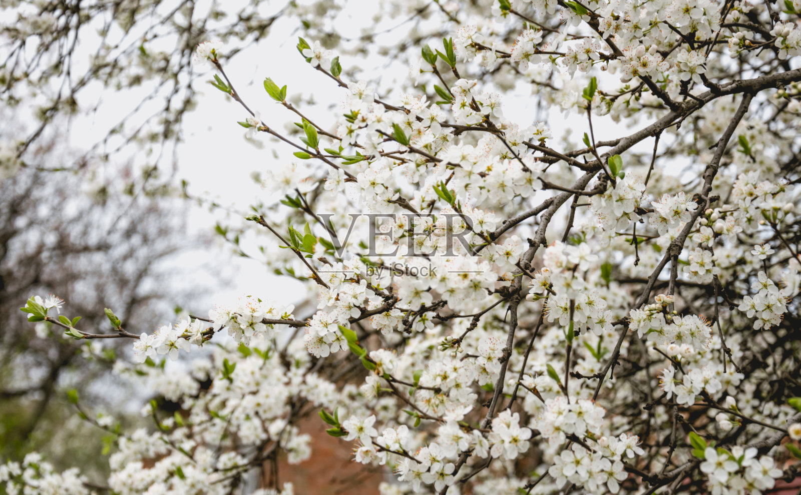 村里花园里盛开的李子树照片摄影图片