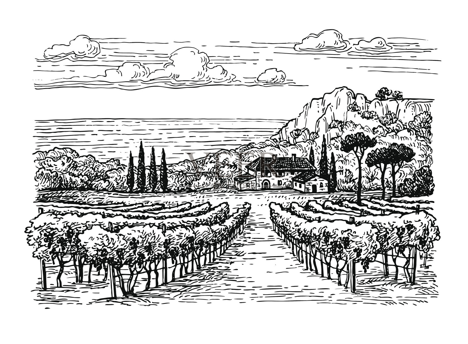 手绘葡萄园景观。插画图片素材