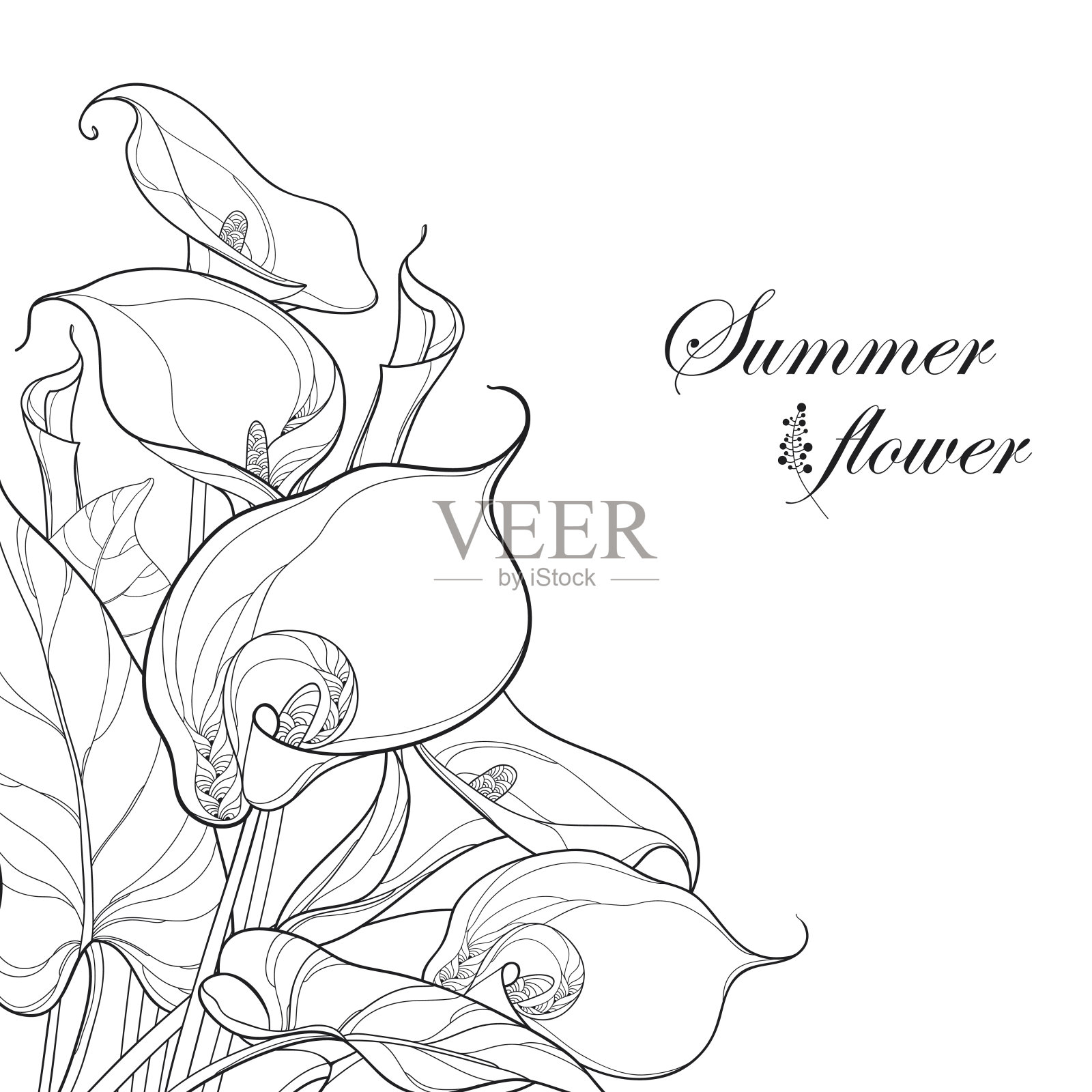 花束上有黑色马蹄莲或马蹄莲花，孤立在白色上。插画图片素材