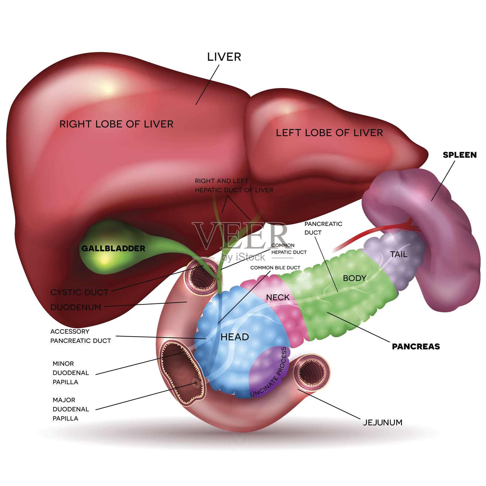 肝脏，胰腺，胆囊和脾脏设计元素图片