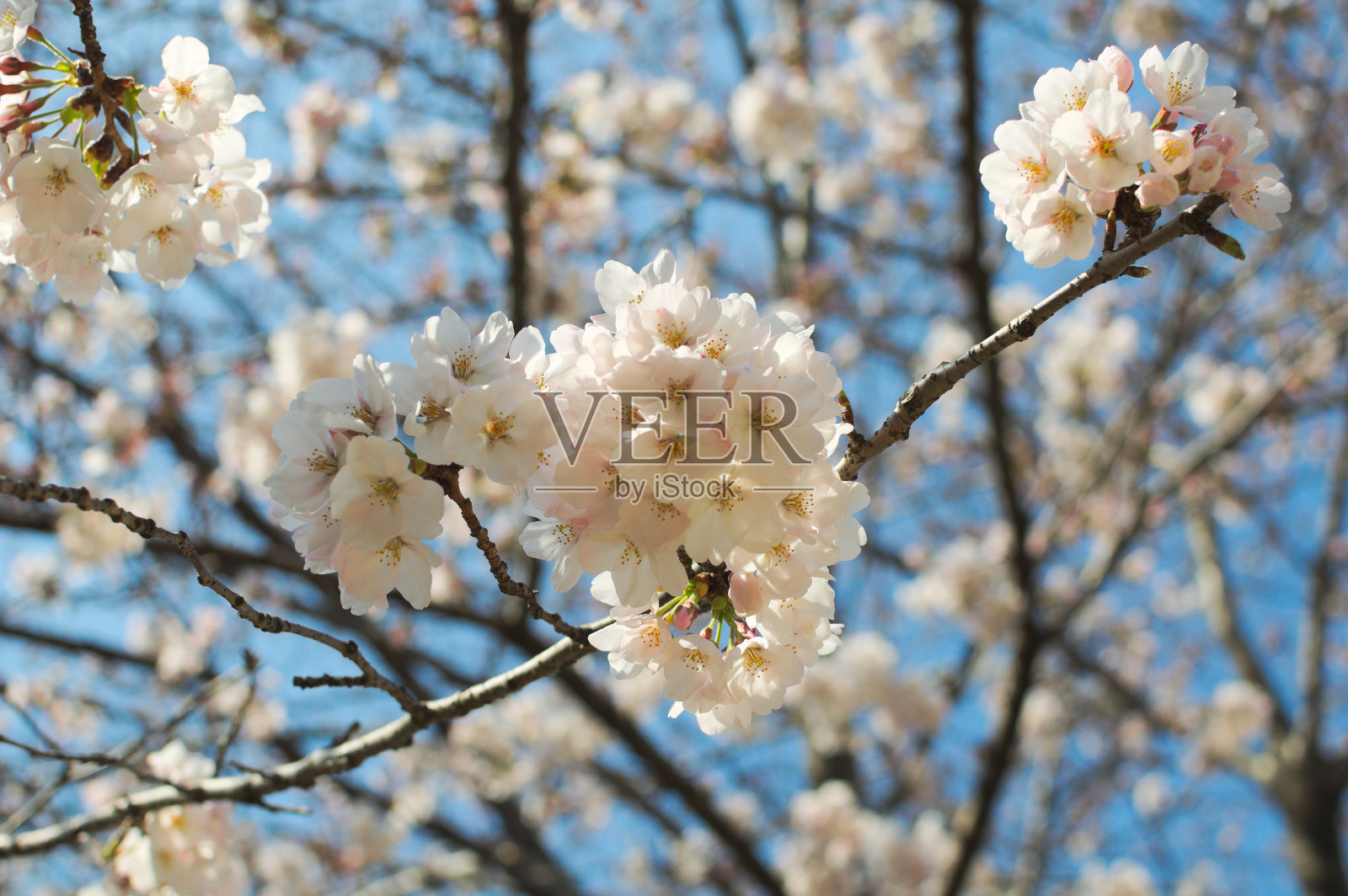 日本大阪的樱花照片摄影图片