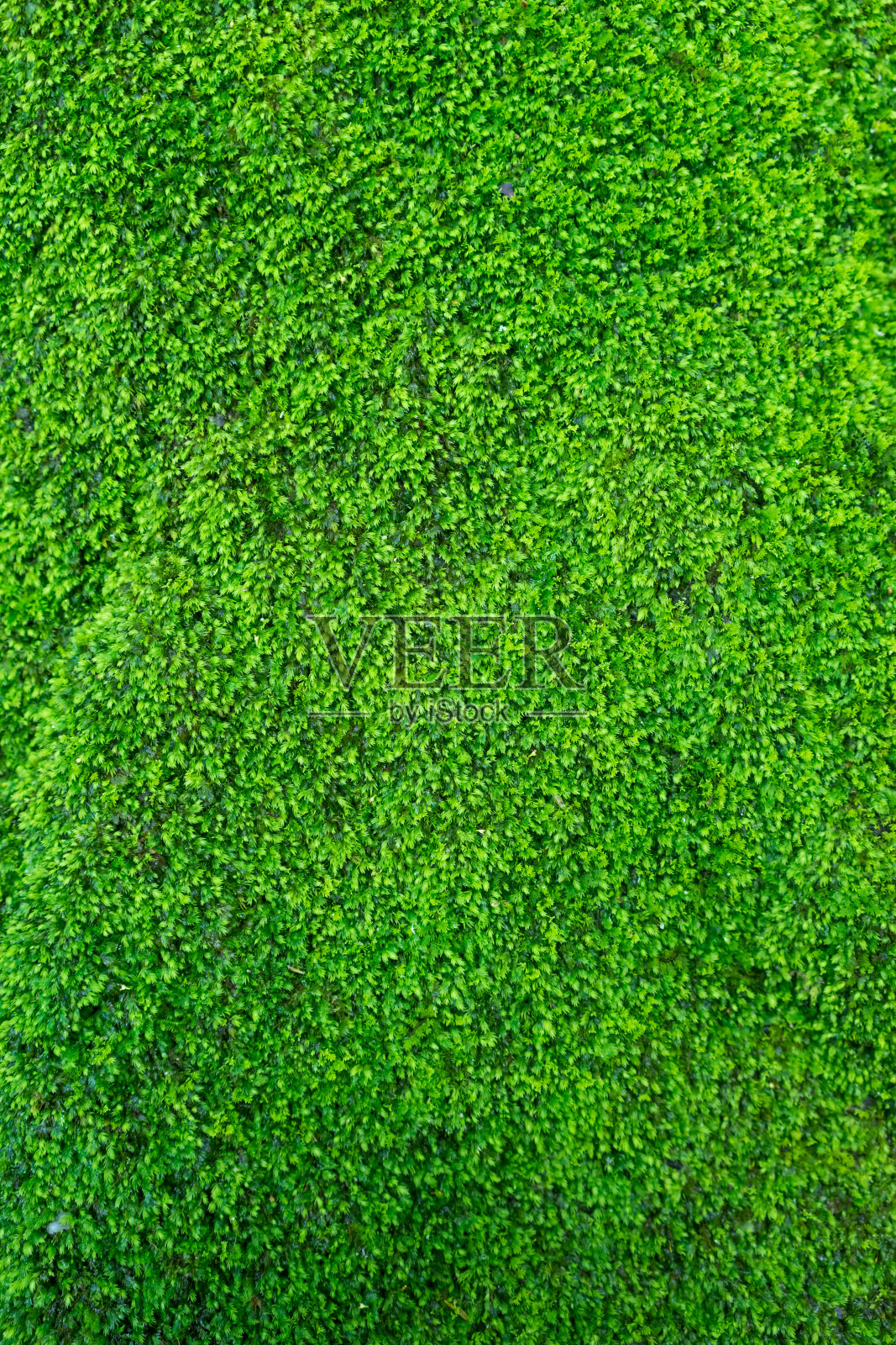 绿色的小植物。照片摄影图片