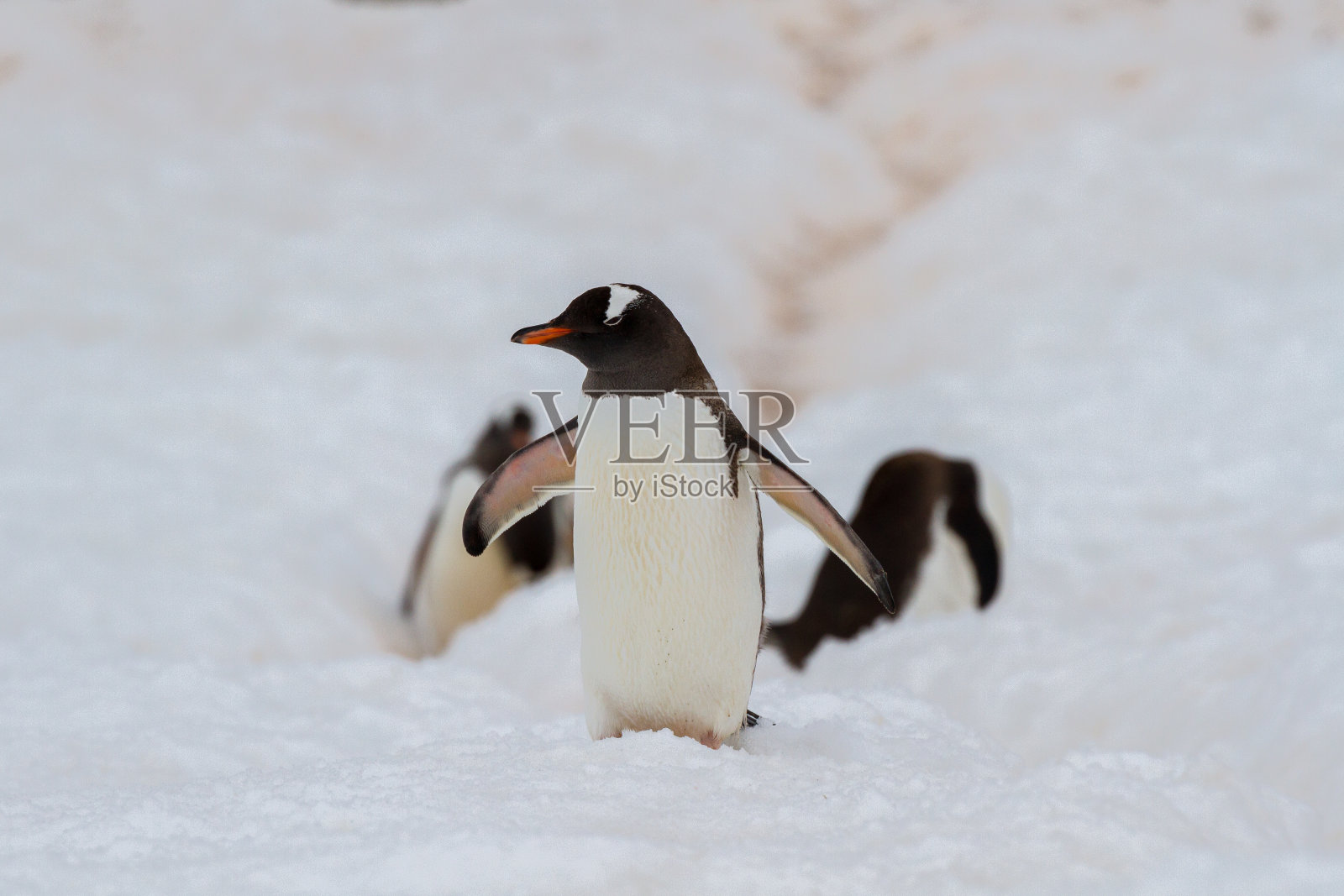 巴布亚企鹅正沿着企鹅公路从海岸前往企鹅聚居地照片摄影图片