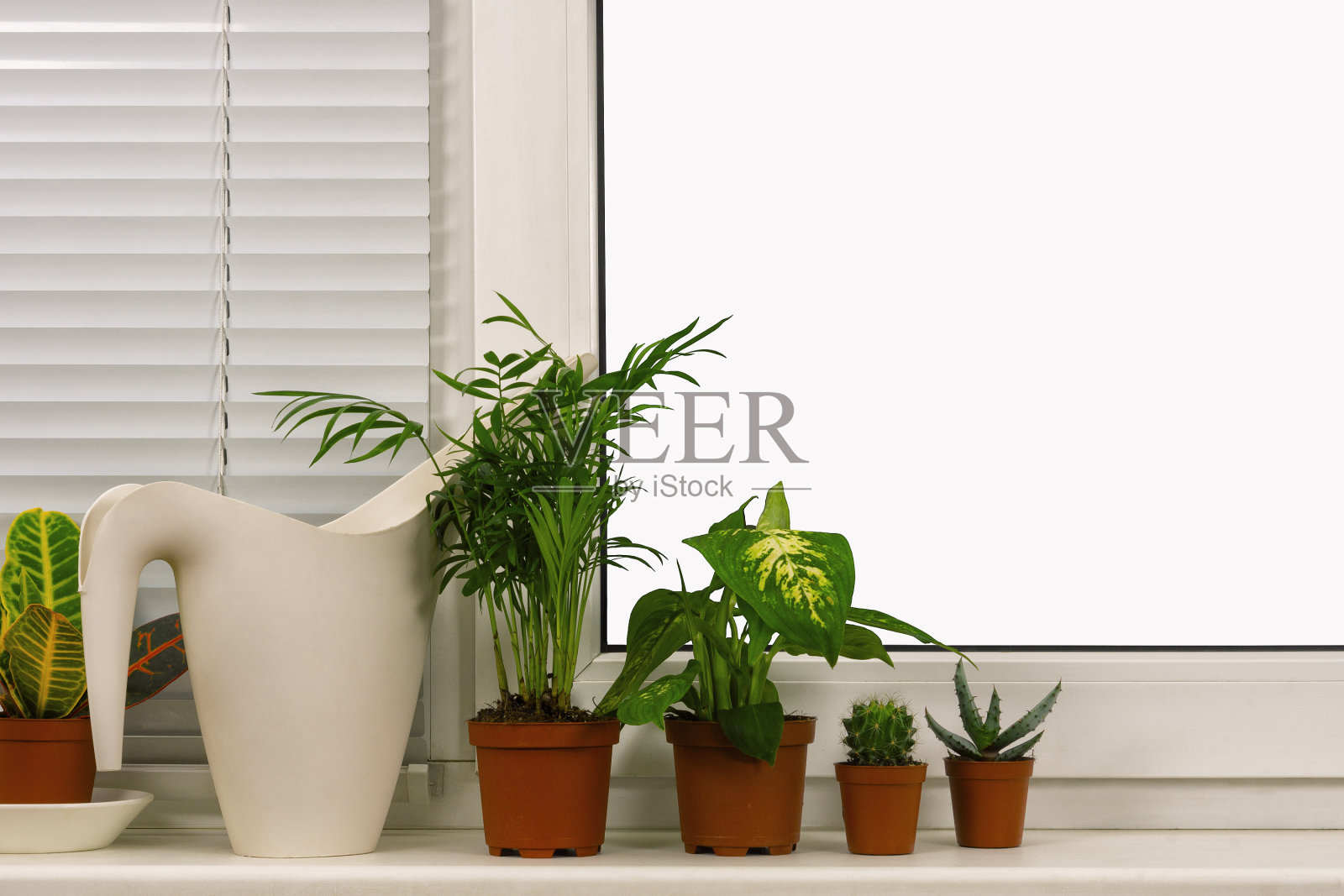 窗户背景上花盆中的观赏植物照片摄影图片