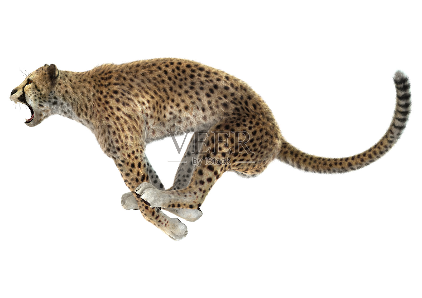 3D渲染大猫猎豹照片摄影图片