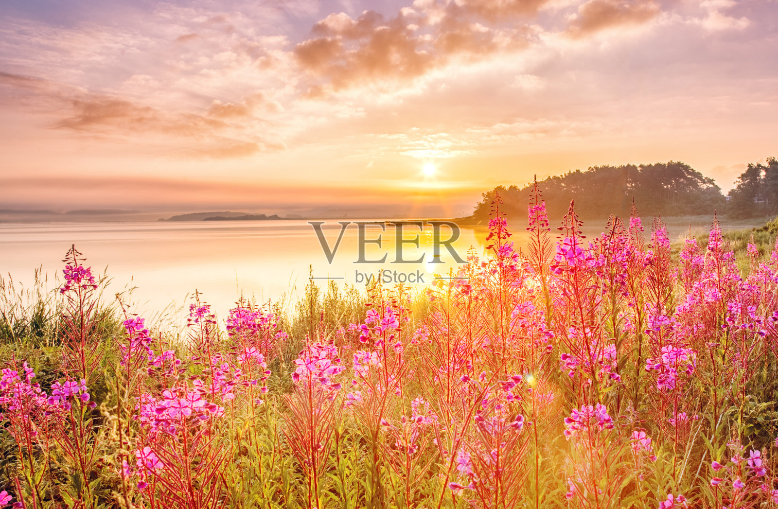 在瑞典北海的日出风景，海岸与田野的花，绿色的草在前景，史诗日出的天空在背景。照片摄影图片