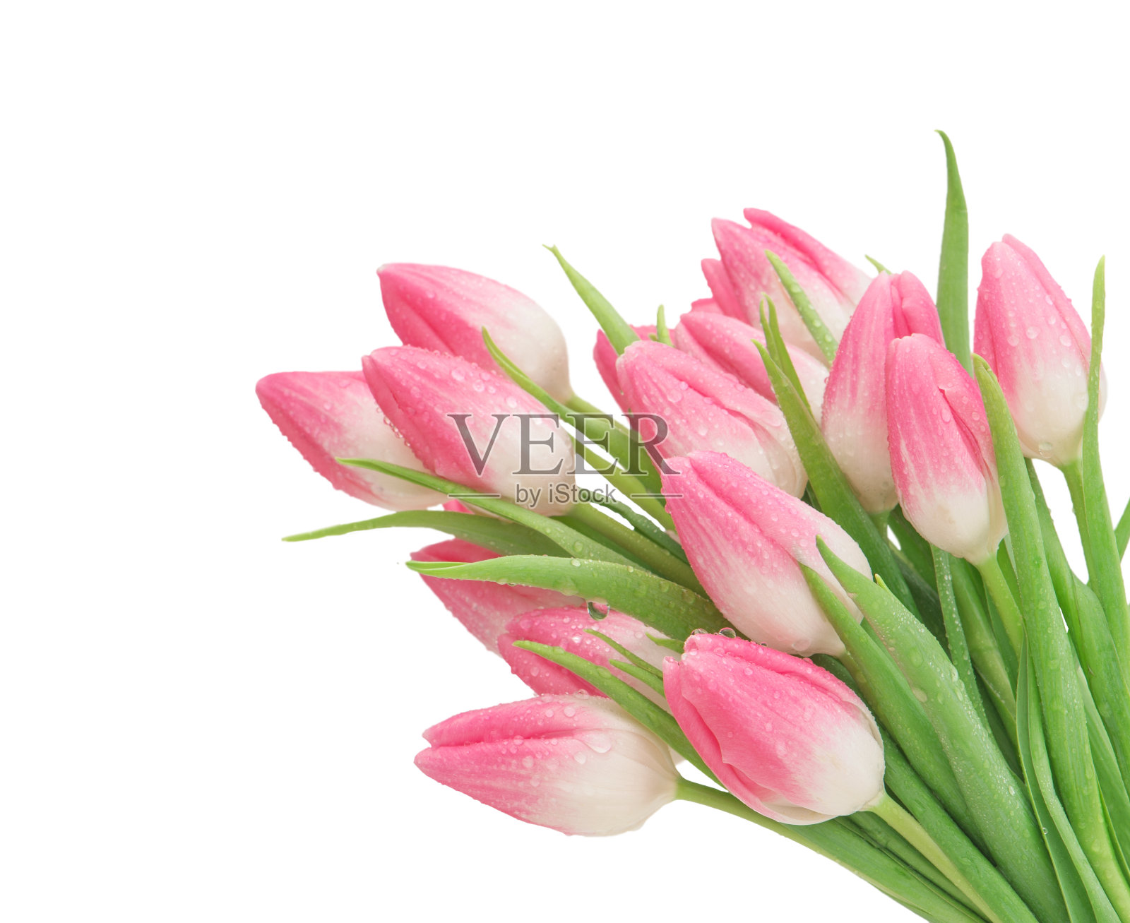 粉红色的郁金香花孤立的白色背景照片摄影图片