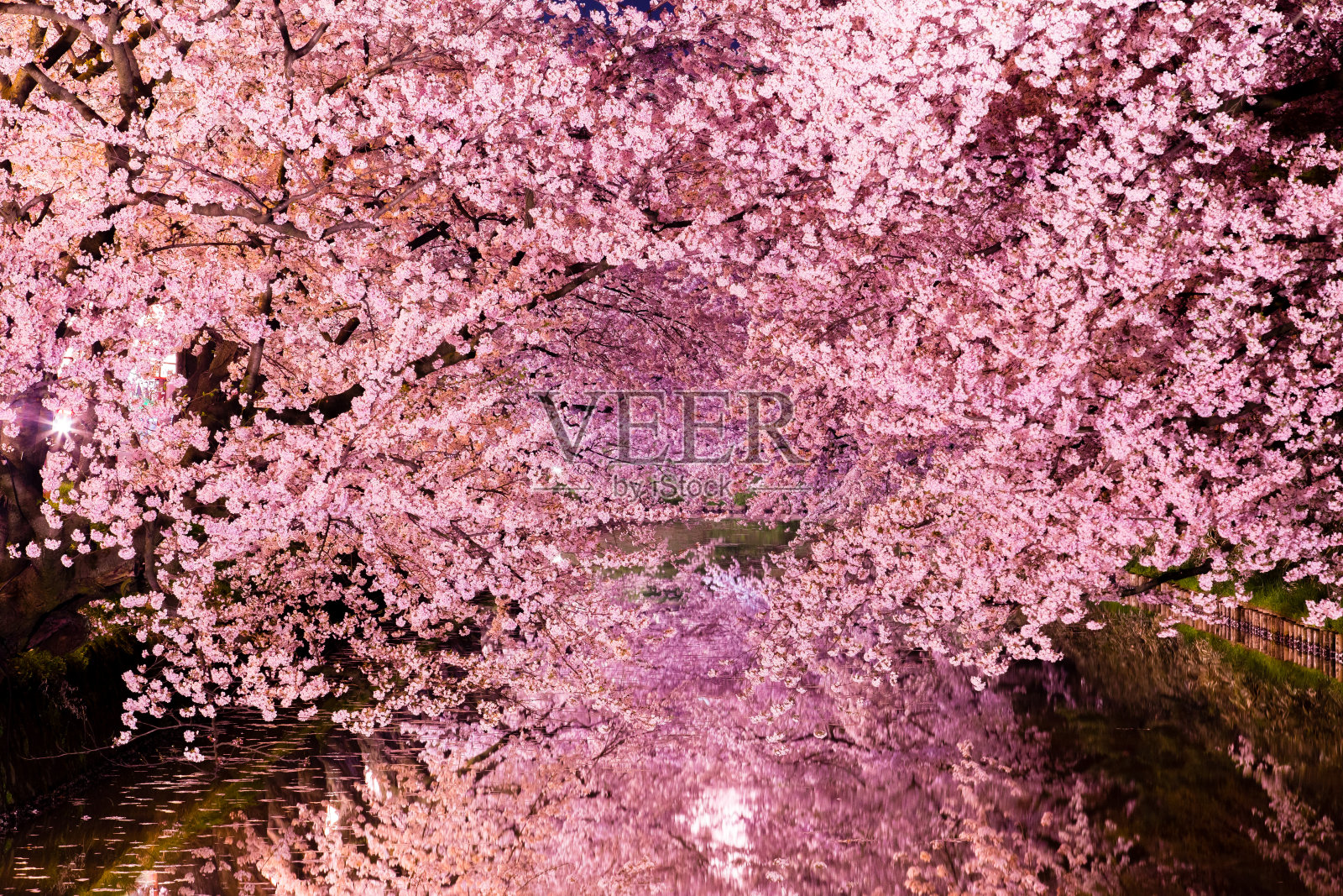 樱花的树照片摄影图片
