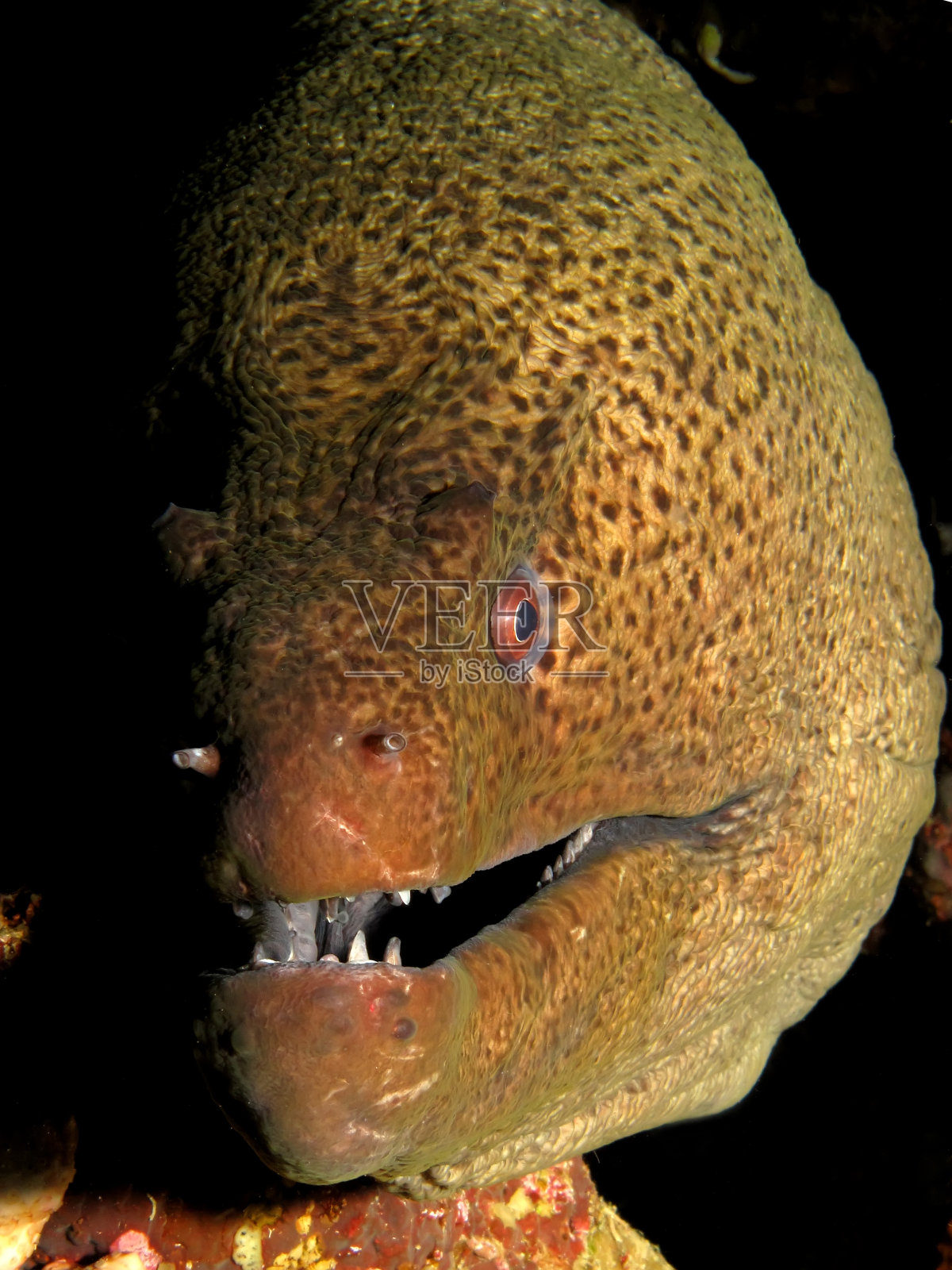 巨型海鳗照片摄影图片