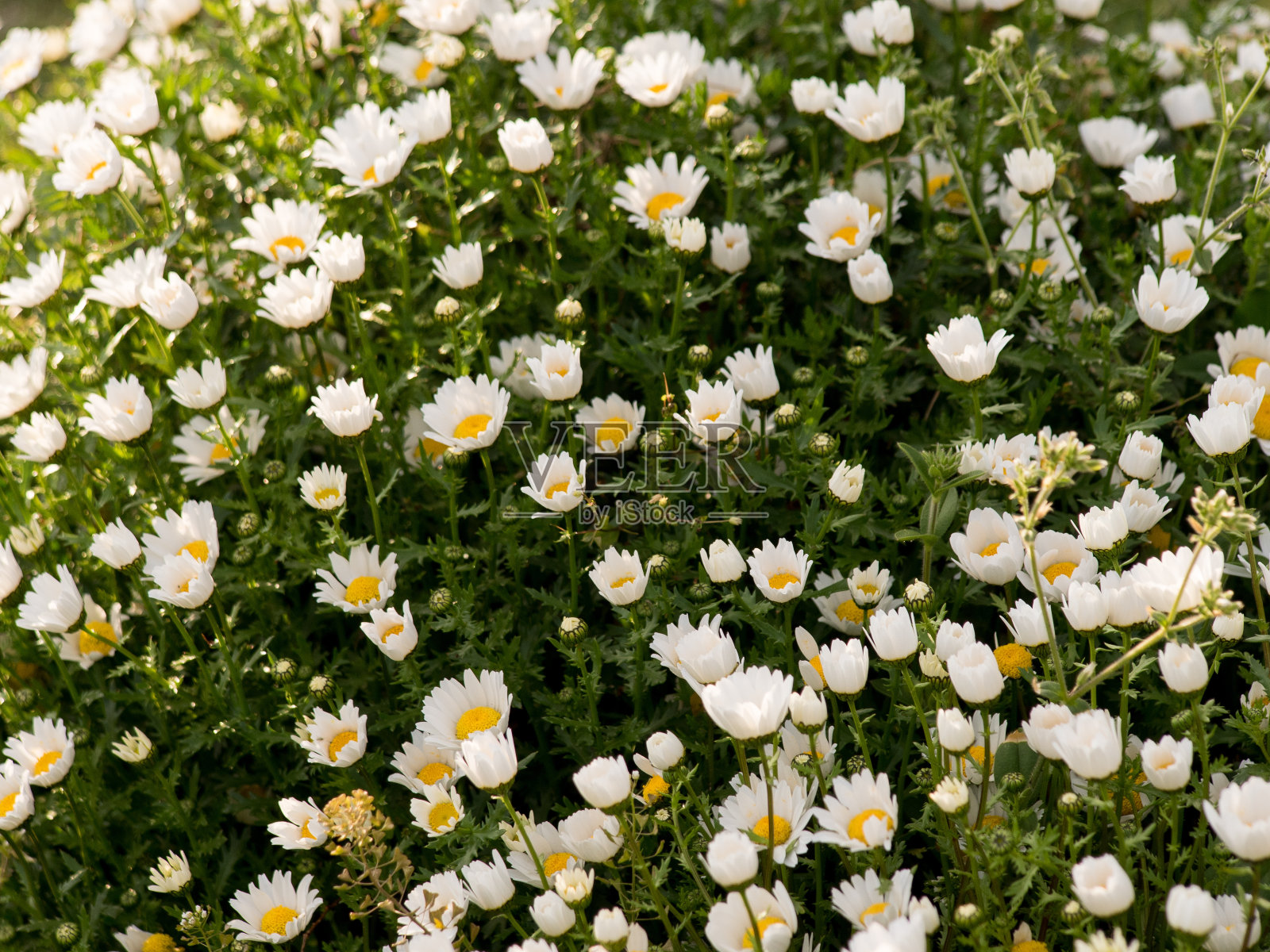 雏菊花花园在阳光灿烂的日子照片摄影图片