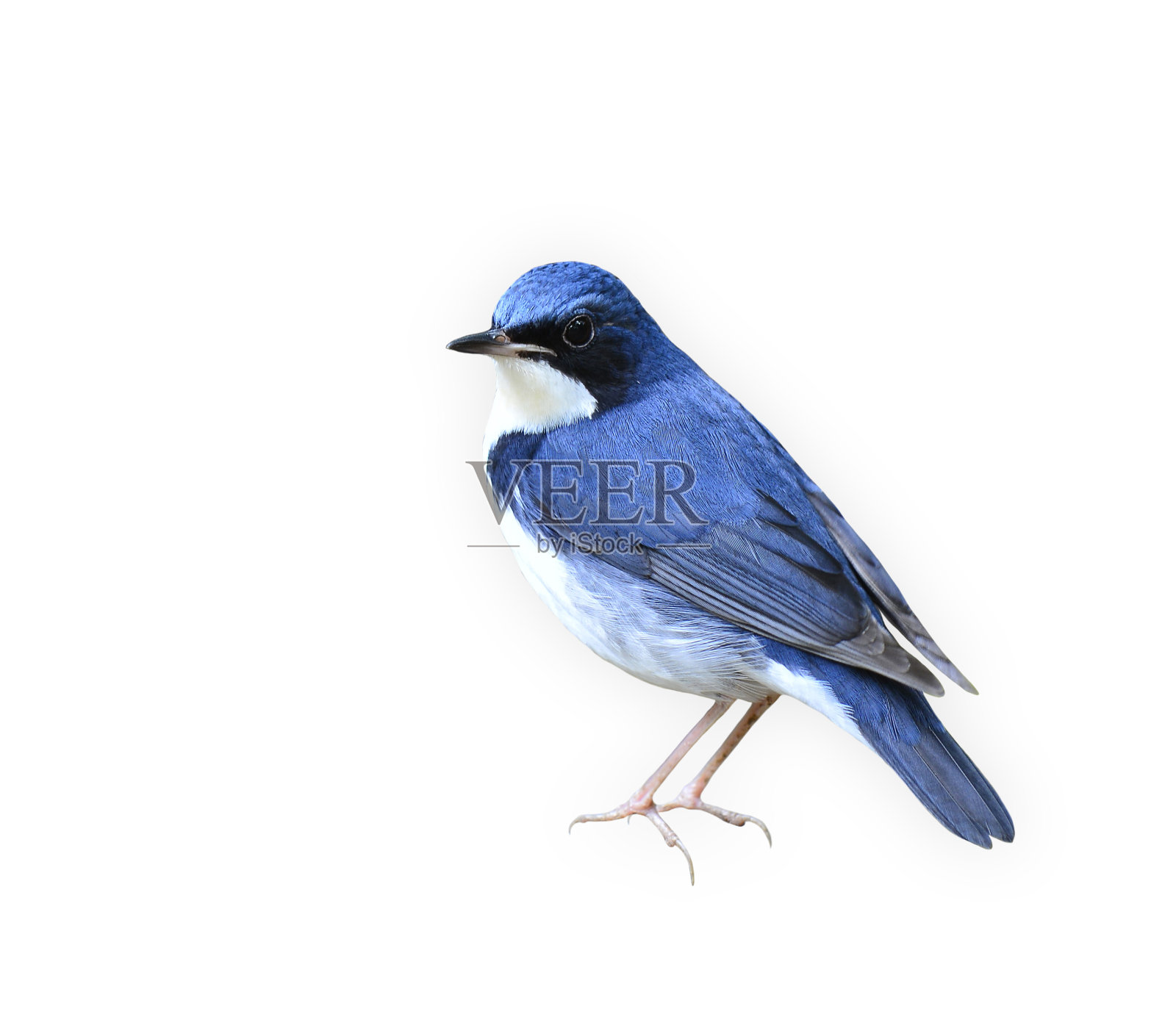 西伯利亚蓝知更鸟，美丽的蓝白相间的孤鸟照片摄影图片