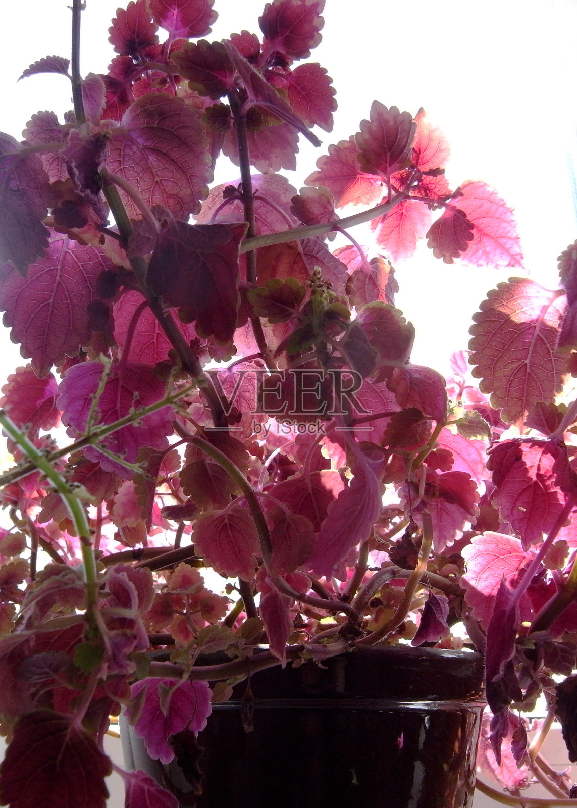 自制的花朵。一种叫“彩叶”的植物在窗户上开花。照片摄影图片