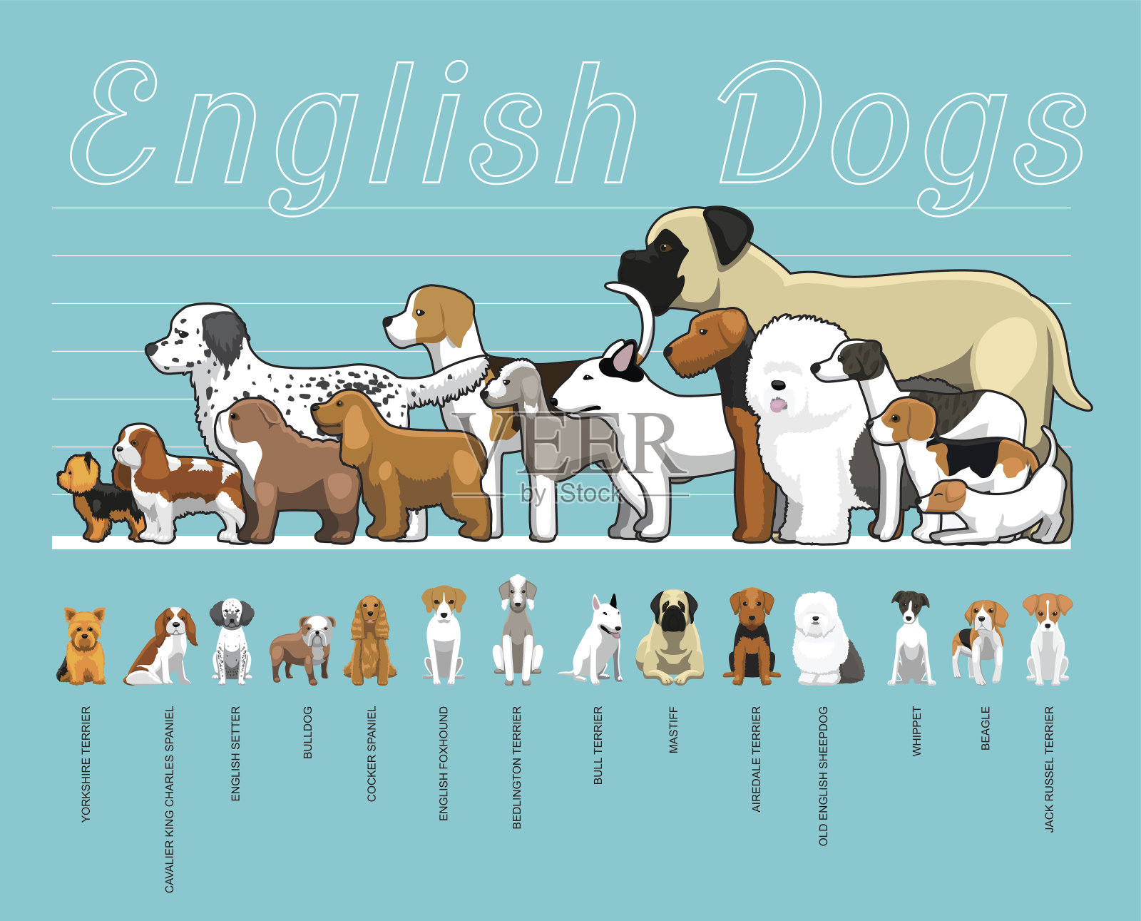 英国狗大小比较集卡通矢量插图插画图片素材