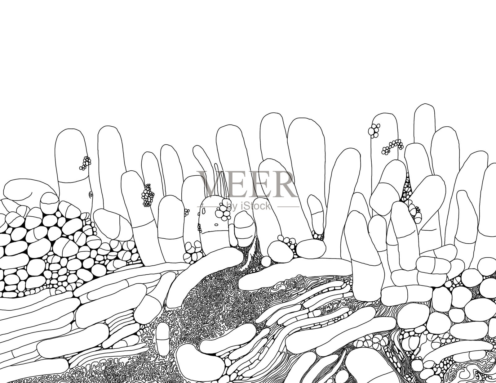 口腔细菌插画图片素材