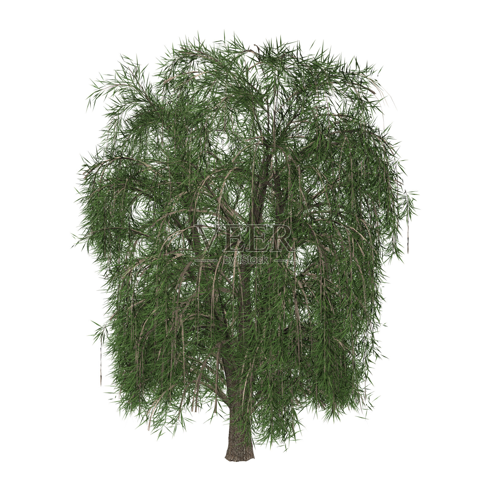 3D渲染柳树在白色照片摄影图片