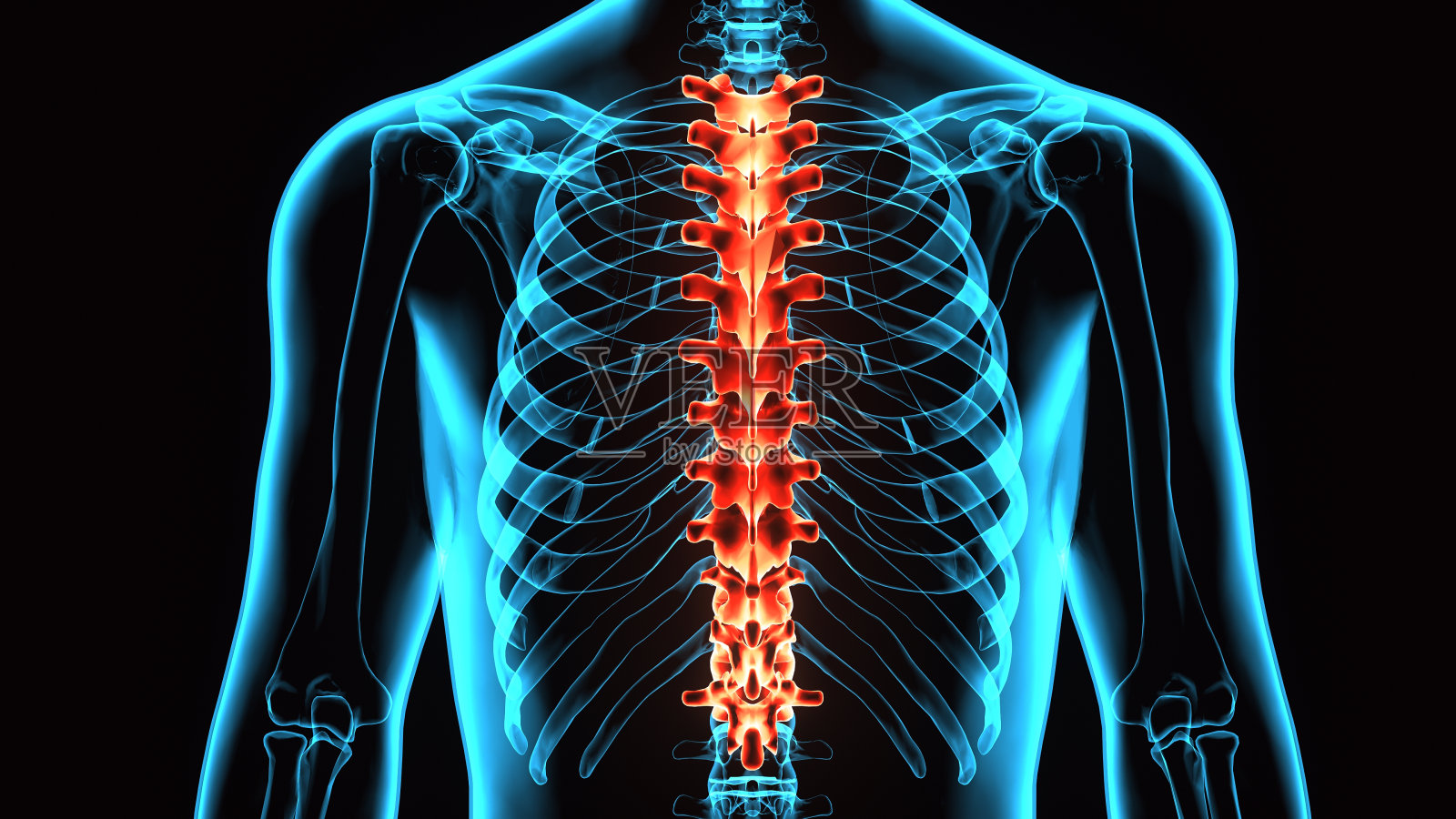 脊髓(胸椎)是人体骨骼解剖学的一部分照片摄影图片