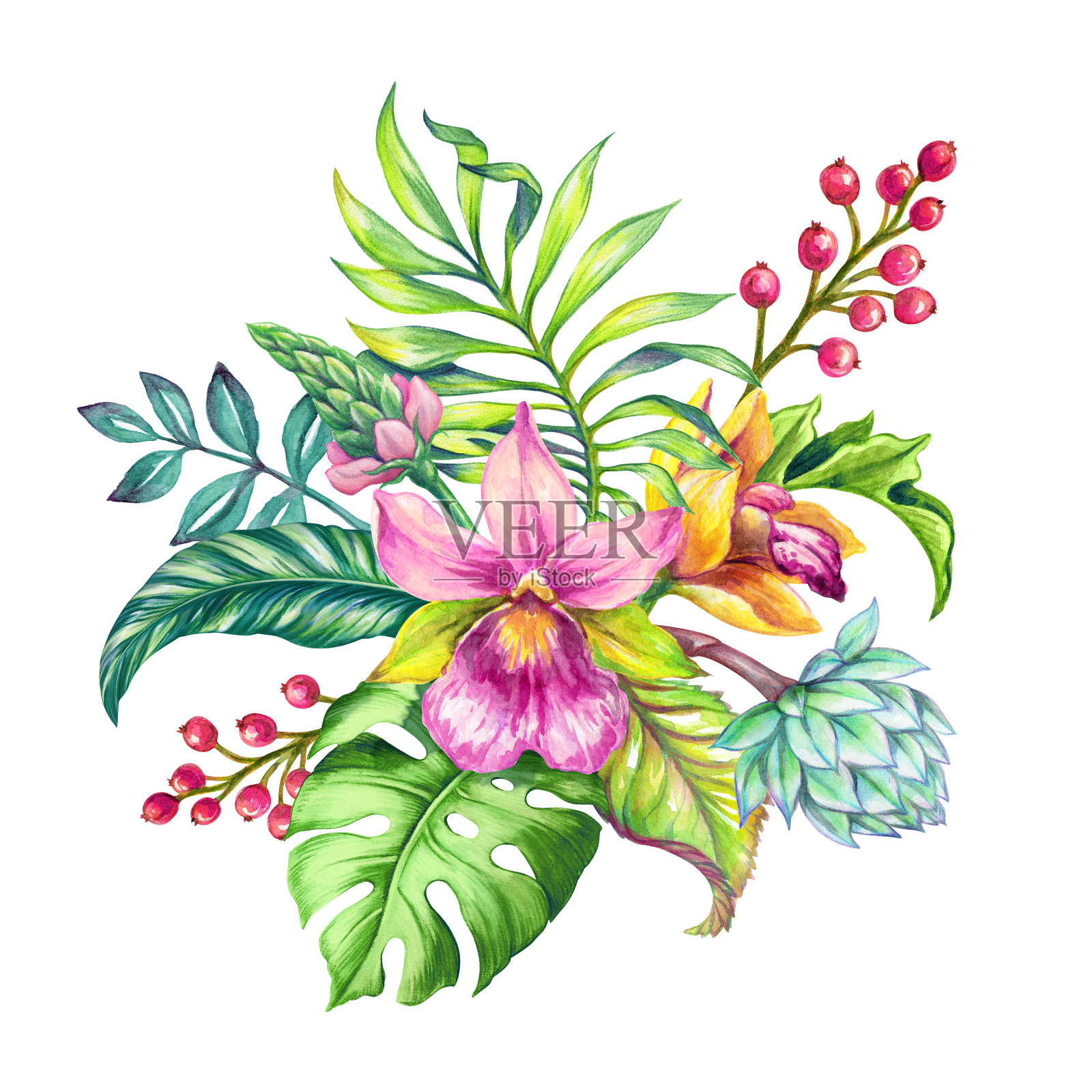 水彩插图，热带兰花花，绿色的叶子，封闭的芽，花组成孤立在白色的背景插画图片素材