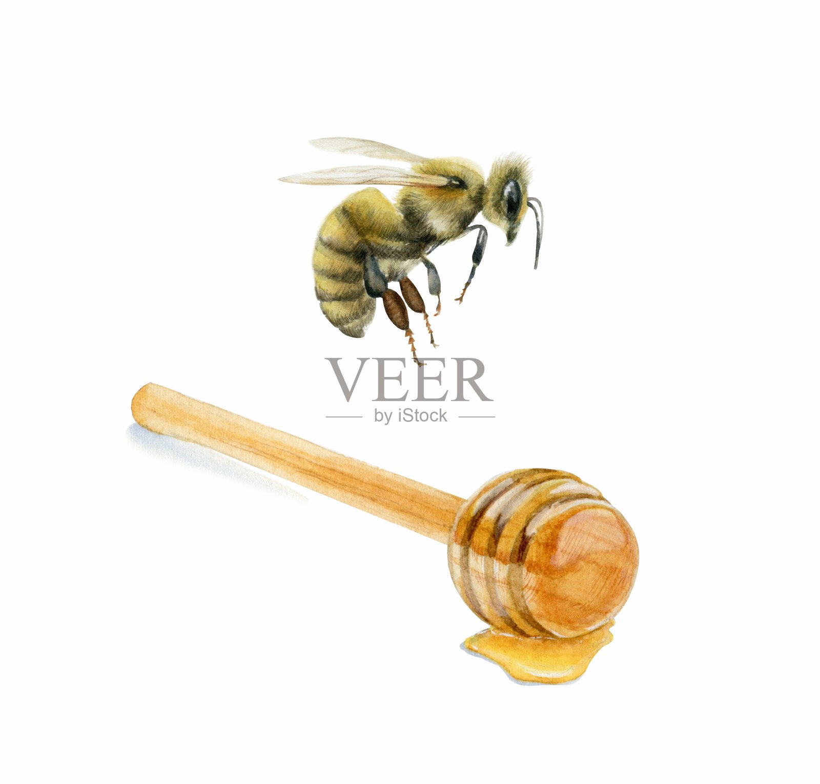 一勺蜂蜜和蜜蜂。水彩illustrtion。插画图片素材