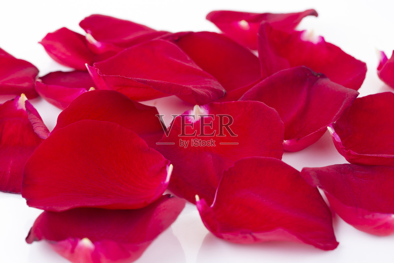 红色玫瑰花瓣配白色。照片摄影图片