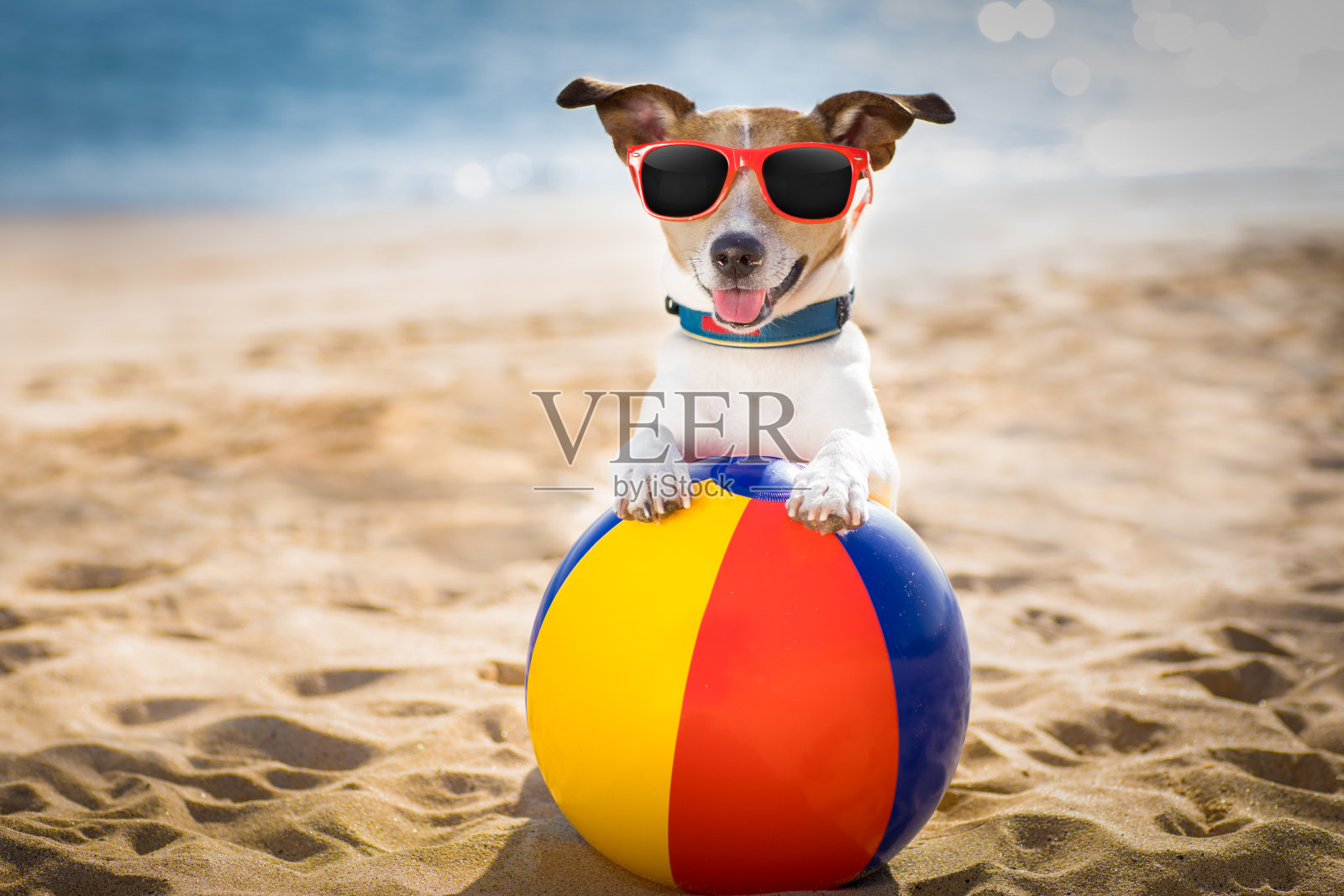 狗在海滩和海洋与塑料球照片摄影图片