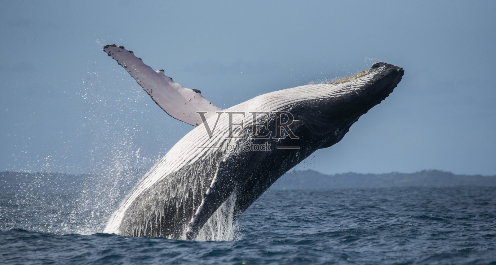Humpback whale jumps out of the water.照片摄影图片