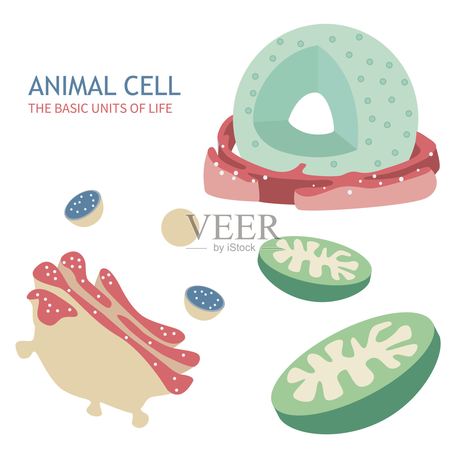 动物细胞解剖学插画图片素材