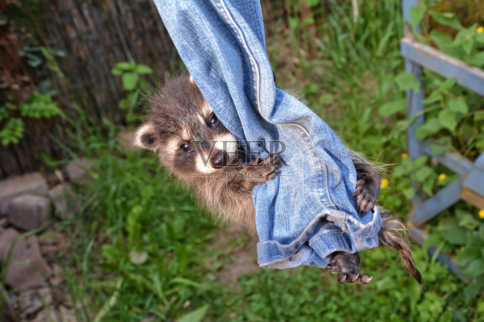 一条小浣熊宝宝挂在牛仔裤上照片摄影图片