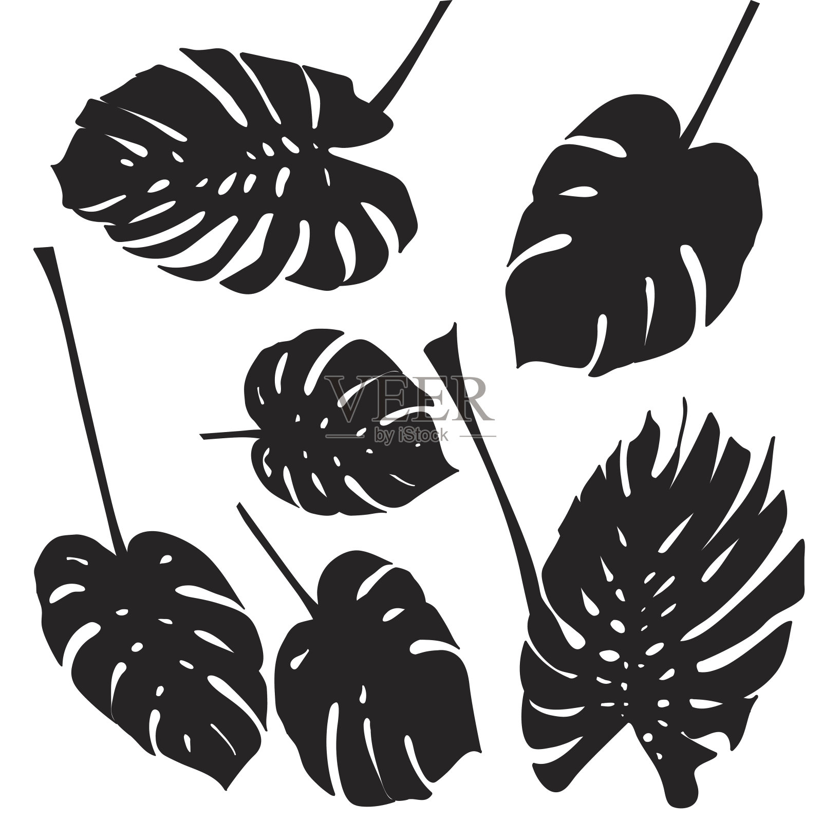 剪影热带怪物的叶子。黑色孤立在白色背景上插画图片素材