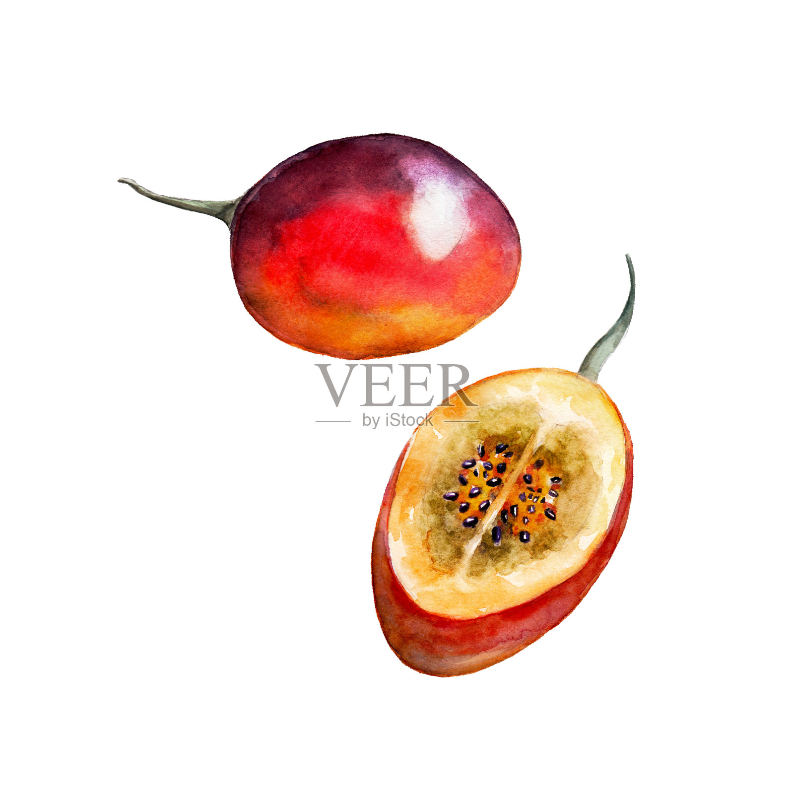 孤立的蕃茄白色背景，水彩插图设置在手绘风格。插画图片素材