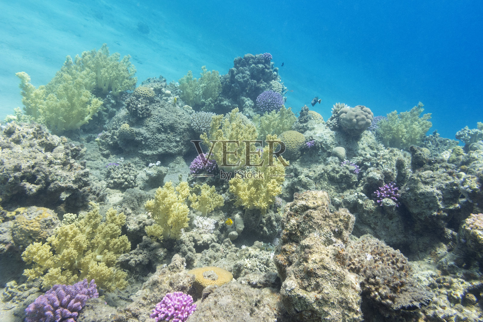热带海底的珊瑚礁，在水下照片摄影图片