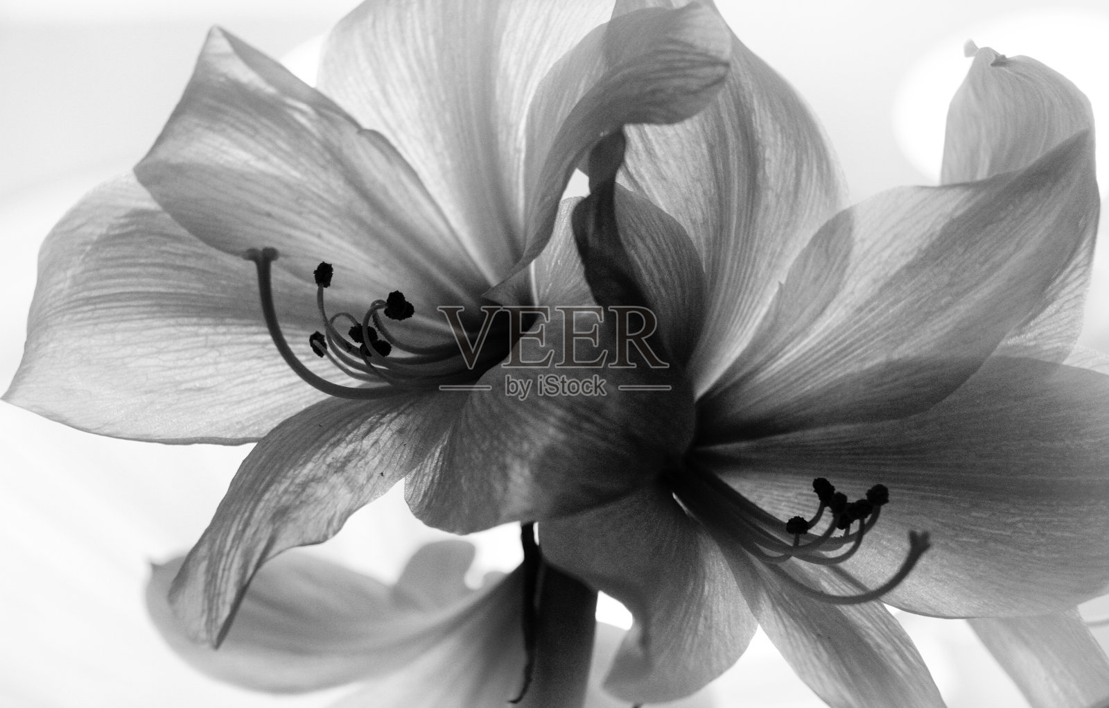 黑色和白色的花照片摄影图片