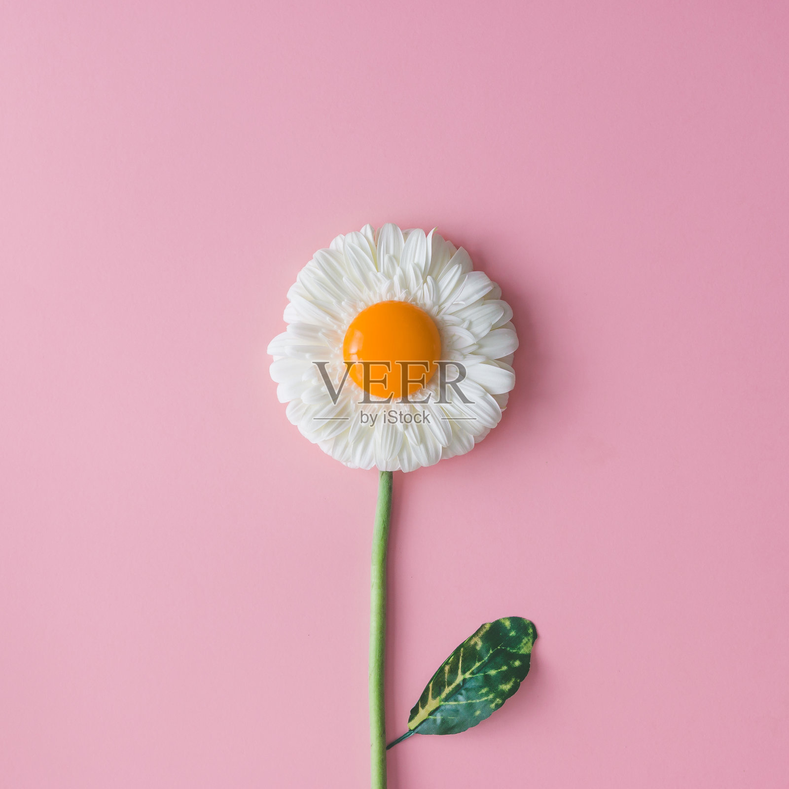 雏菊和蛋黄。最小的概念。平的。照片摄影图片
