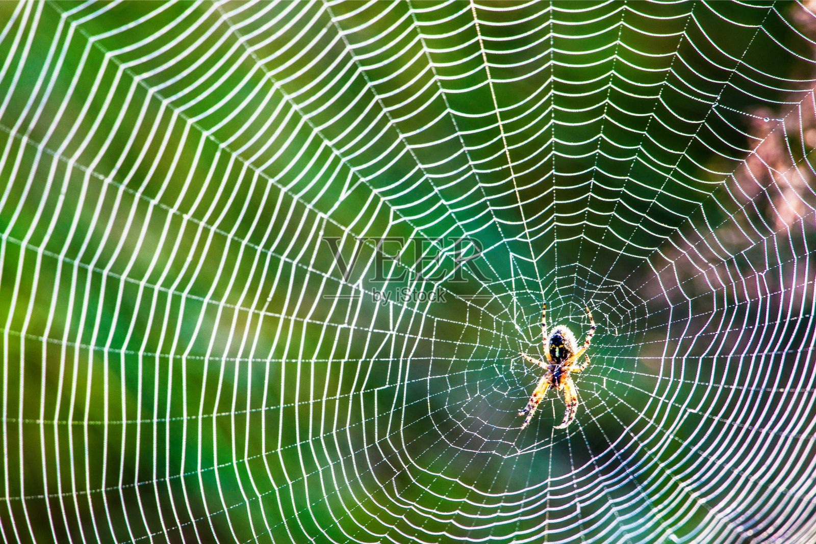 蜘蛛网上的露珠照片摄影图片