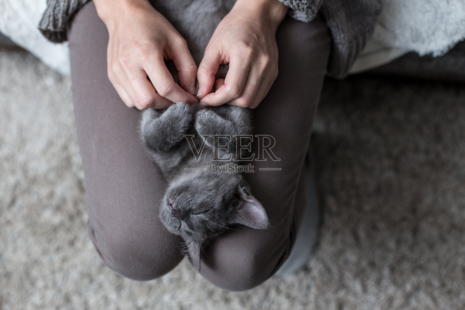 一只小猫正躺在膝盖上照片摄影图片