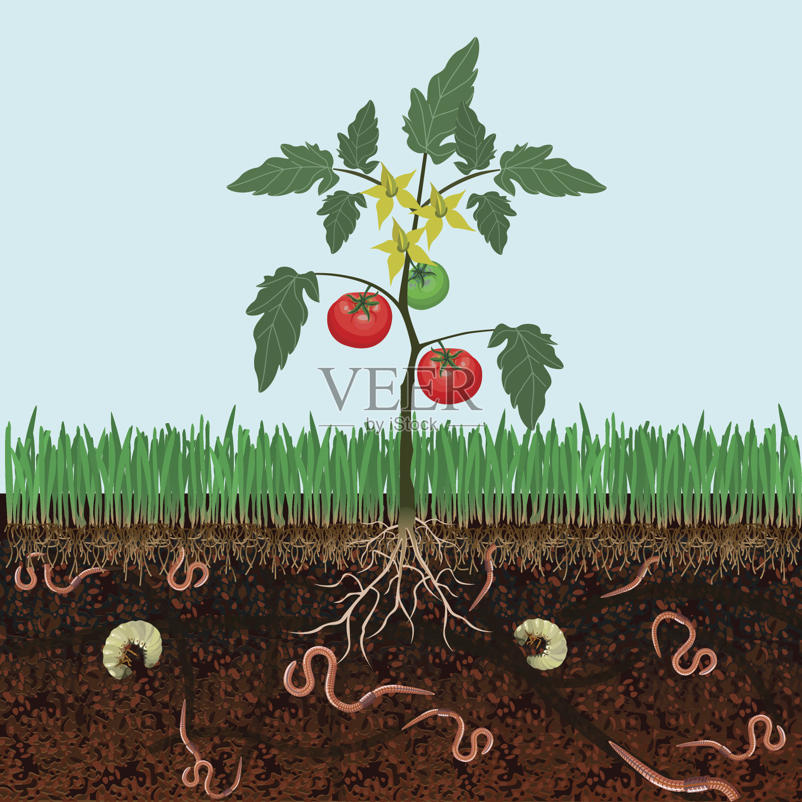 布什西红柿插画图片素材