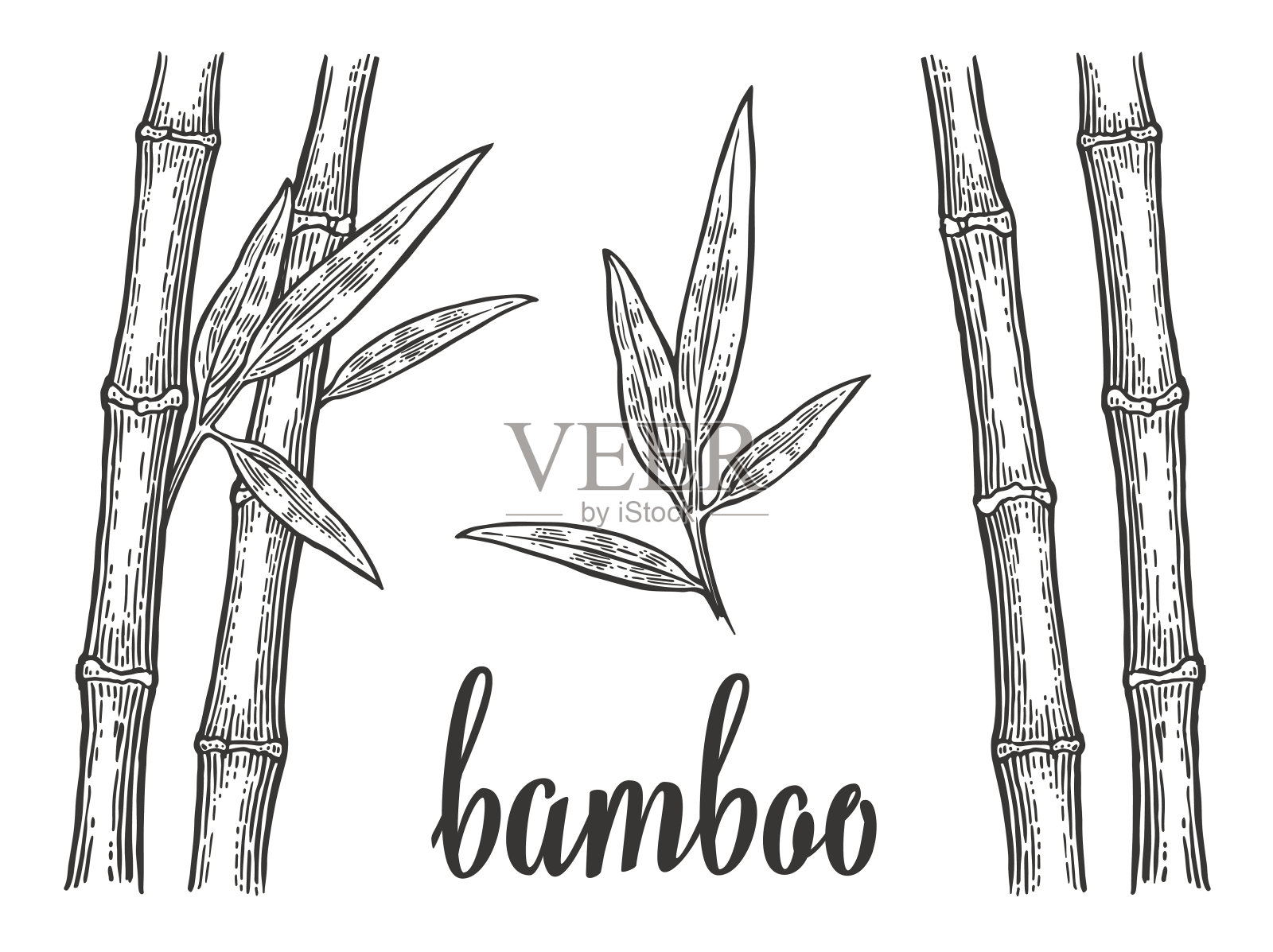 竹树的叶子是白色的，轮廓是黑色的。手绘设计元素。复古矢量雕刻插图的标志，海报，网页。在白色背景上隔离插画图片素材