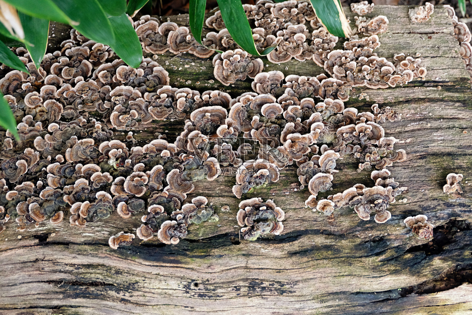一个彩色蘑菇菌落生长在平坦的木质表面(trametes versicolor / turkey tail)照片摄影图片