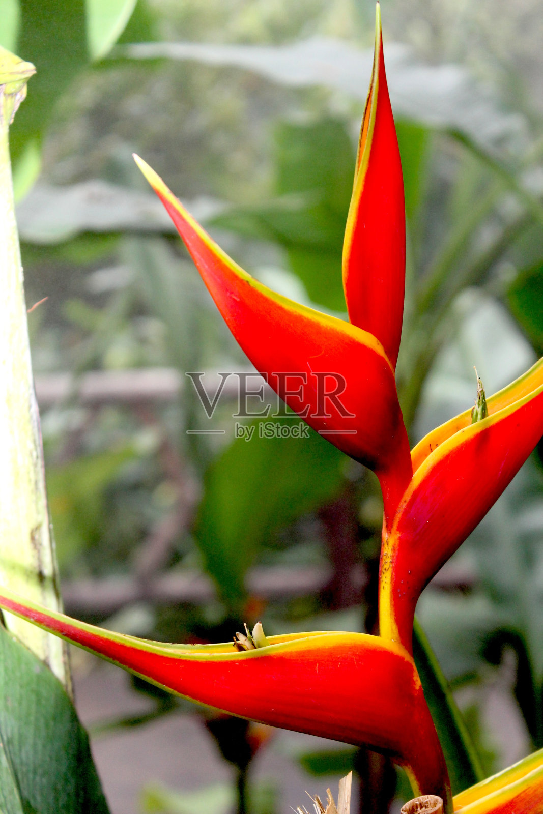 热带雨林中的红色螺旋花植物照片摄影图片