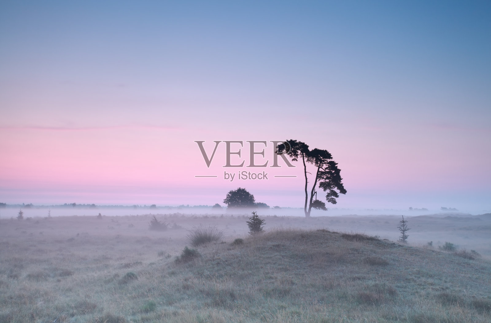 平静的薄雾日出，草地上有松树照片摄影图片