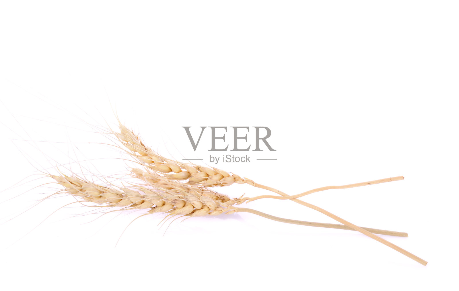 珍珠大麦粒种子的背景照片摄影图片