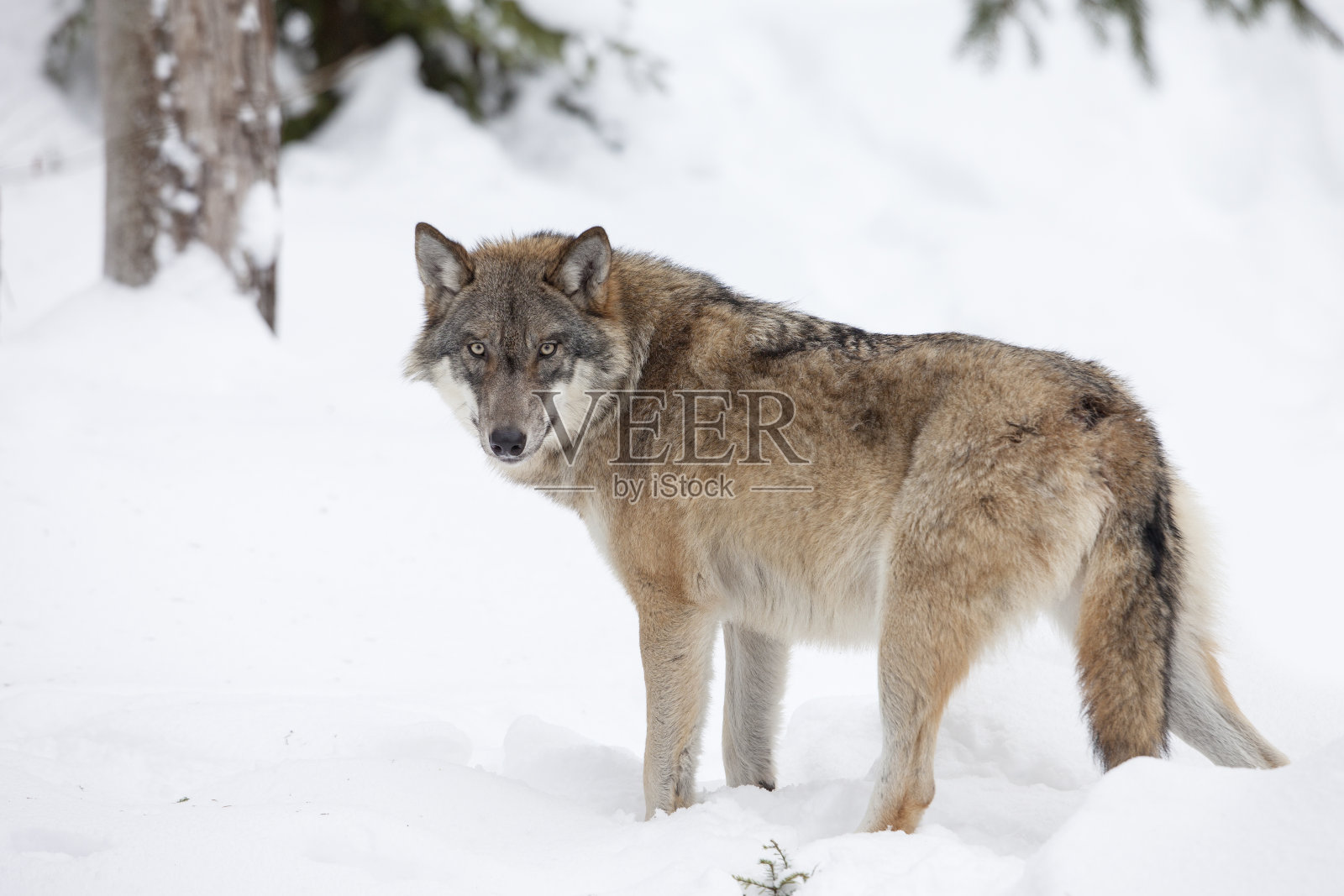 冬天的灰狼照片摄影图片