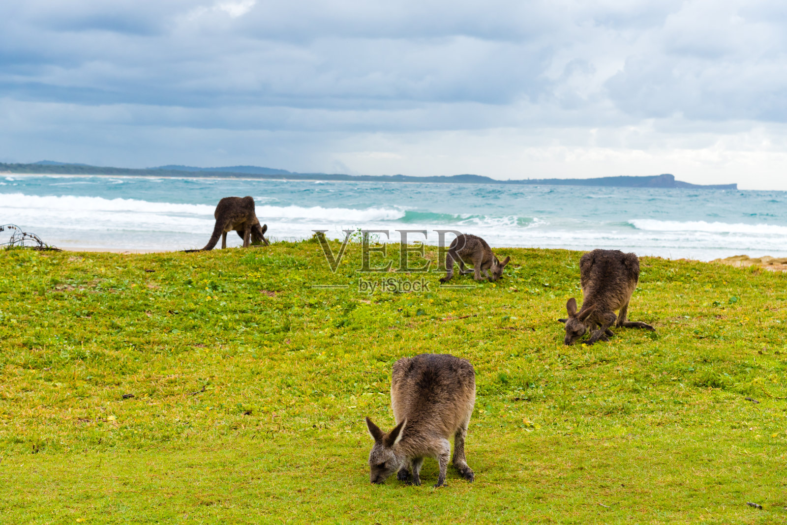 一群袋鼠在澳大利亚新南威尔士州的钻石头海滩上吃草照片摄影图片