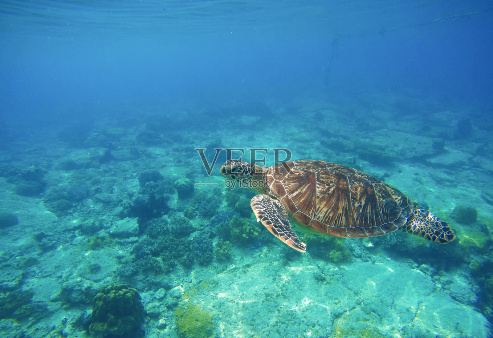 在蓝色热带海水中游泳的野生海龟。照片摄影图片