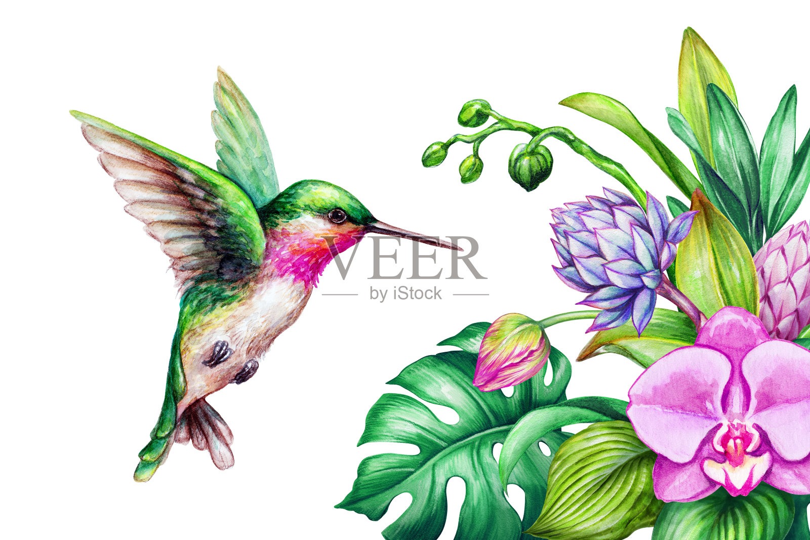 水彩插图，异国情调的自然，飞翔的蜂鸟，热带马蹄莲花，绿色的丛林叶子，孤立的白色背景插画图片素材