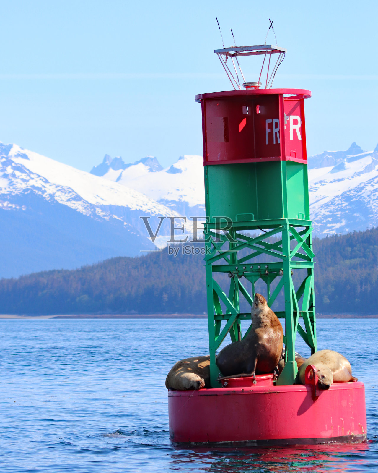 海狮在阿拉斯加朱诺浮标上休息照片摄影图片