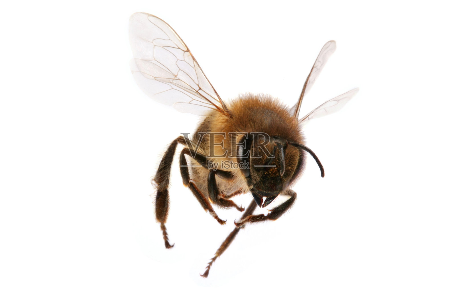 一个在白色背景上飞行的蜜蜂的特写照片摄影图片