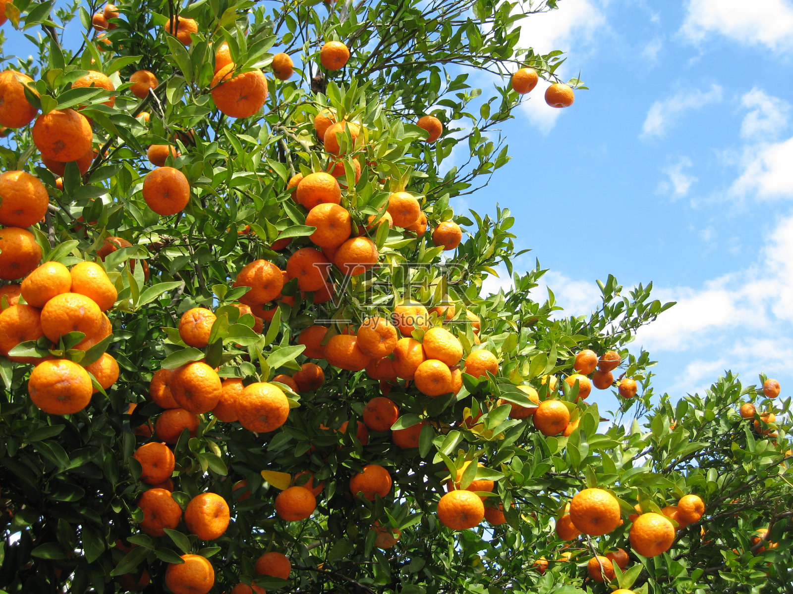 橙色的树林照片摄影图片